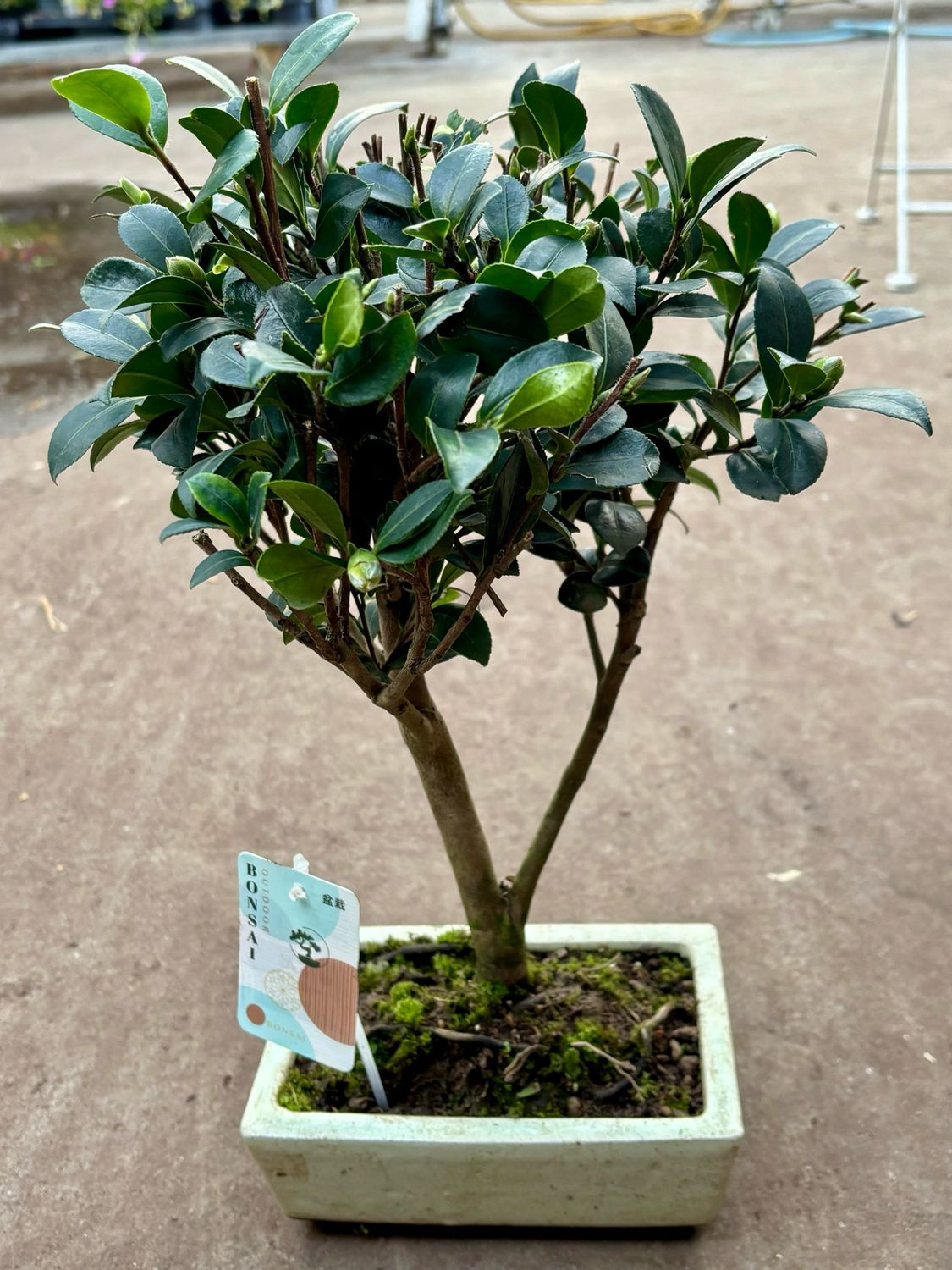 Camelia japonica Bonsai (Camelia) OP=OP Camelia japonica Bonsai (Camelia) OP=OP