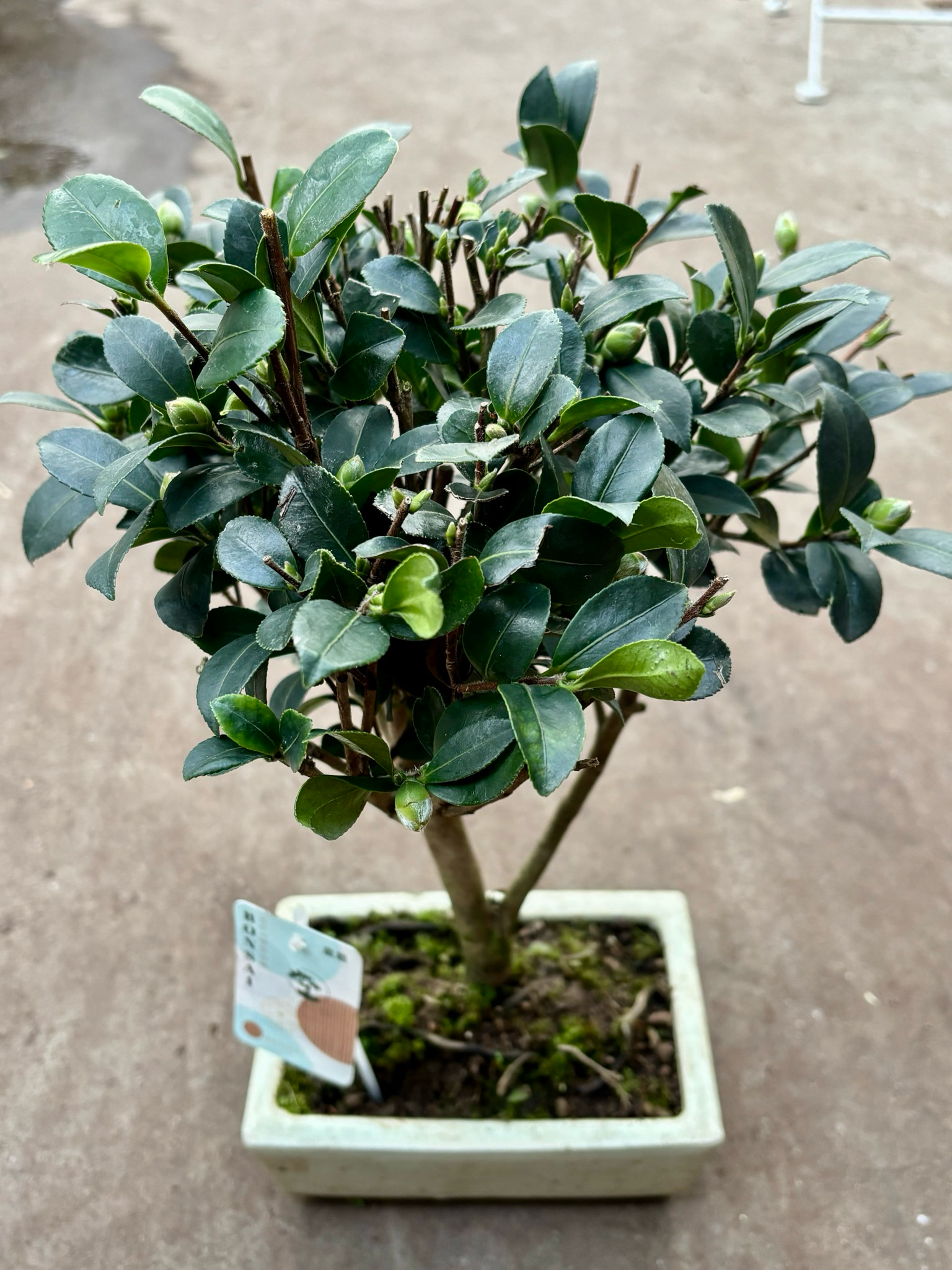 Camelia japonica Bonsai  (Camelia) OP=OP