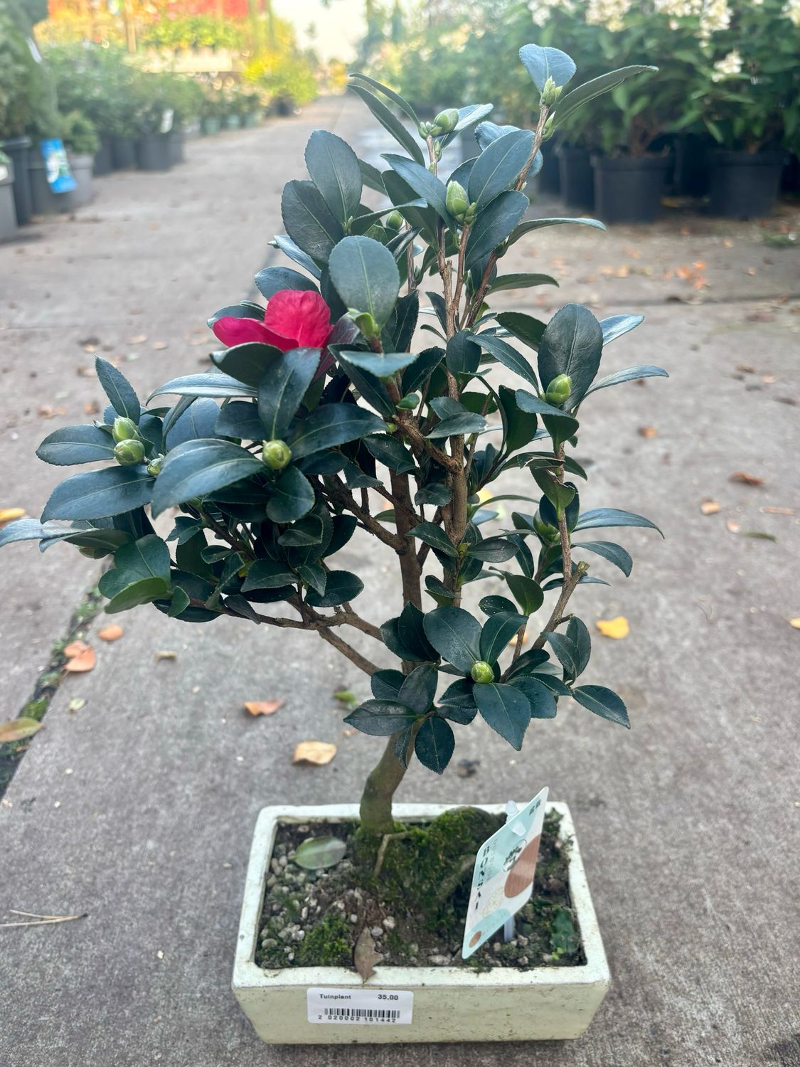 Camelia japonica Bonsai (Camelia) OP=OP
