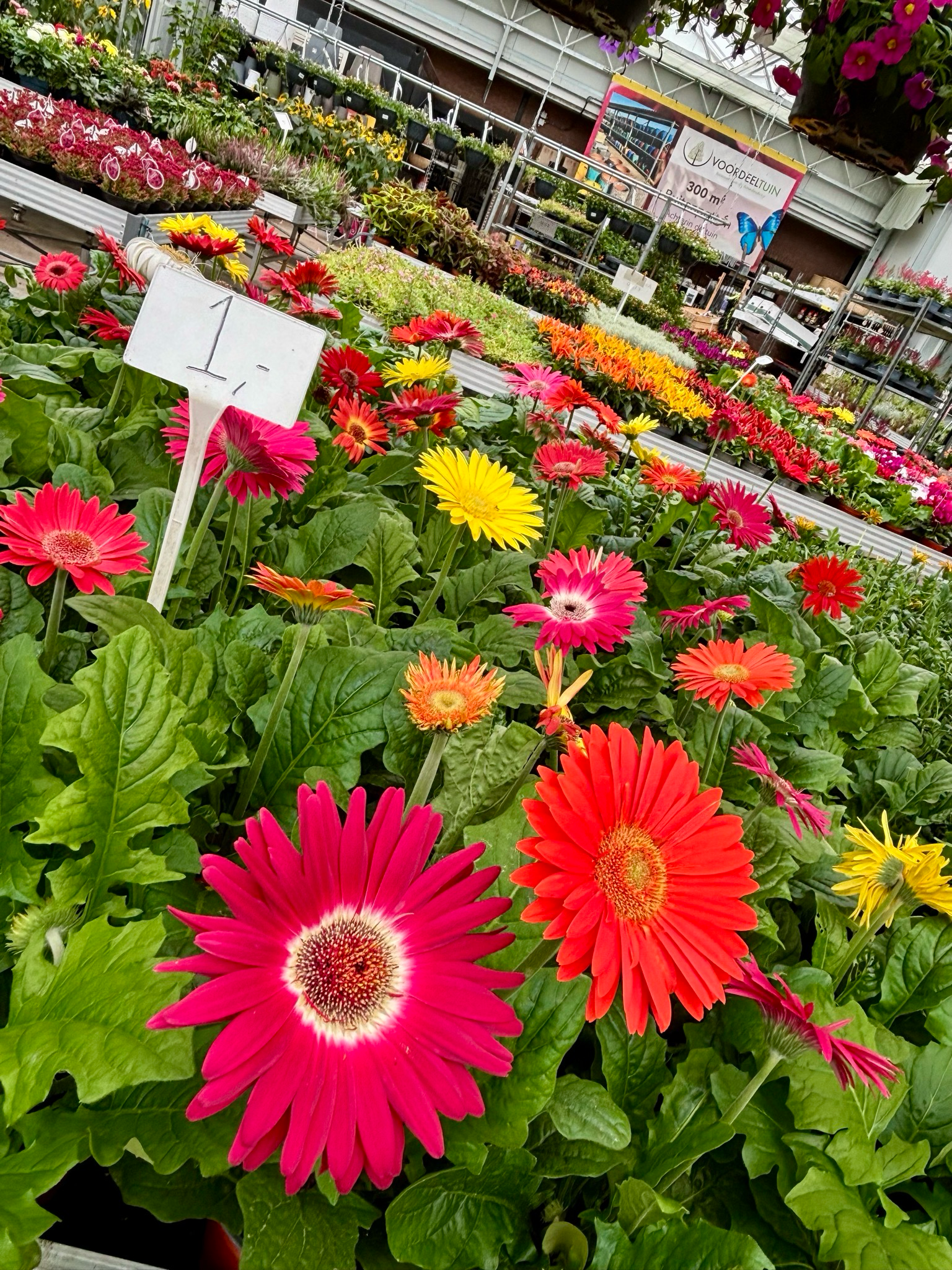Planten €1 OP=OP