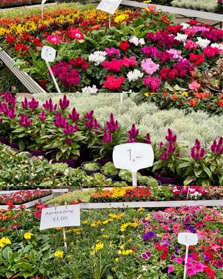 Planten €1 OP=OP Planten €1 OP=OP