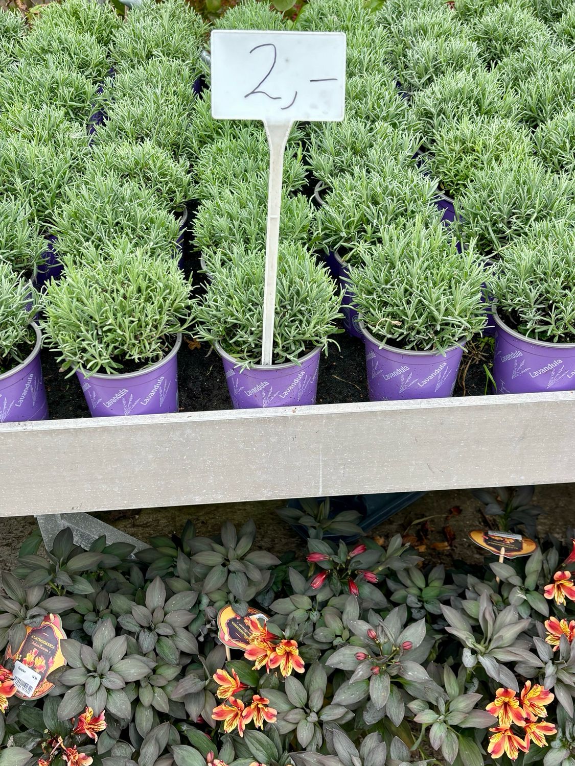 Lavandula (Lavendel) OP=OP