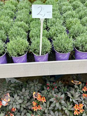 Lavandula  (Lavendel) OP=OP