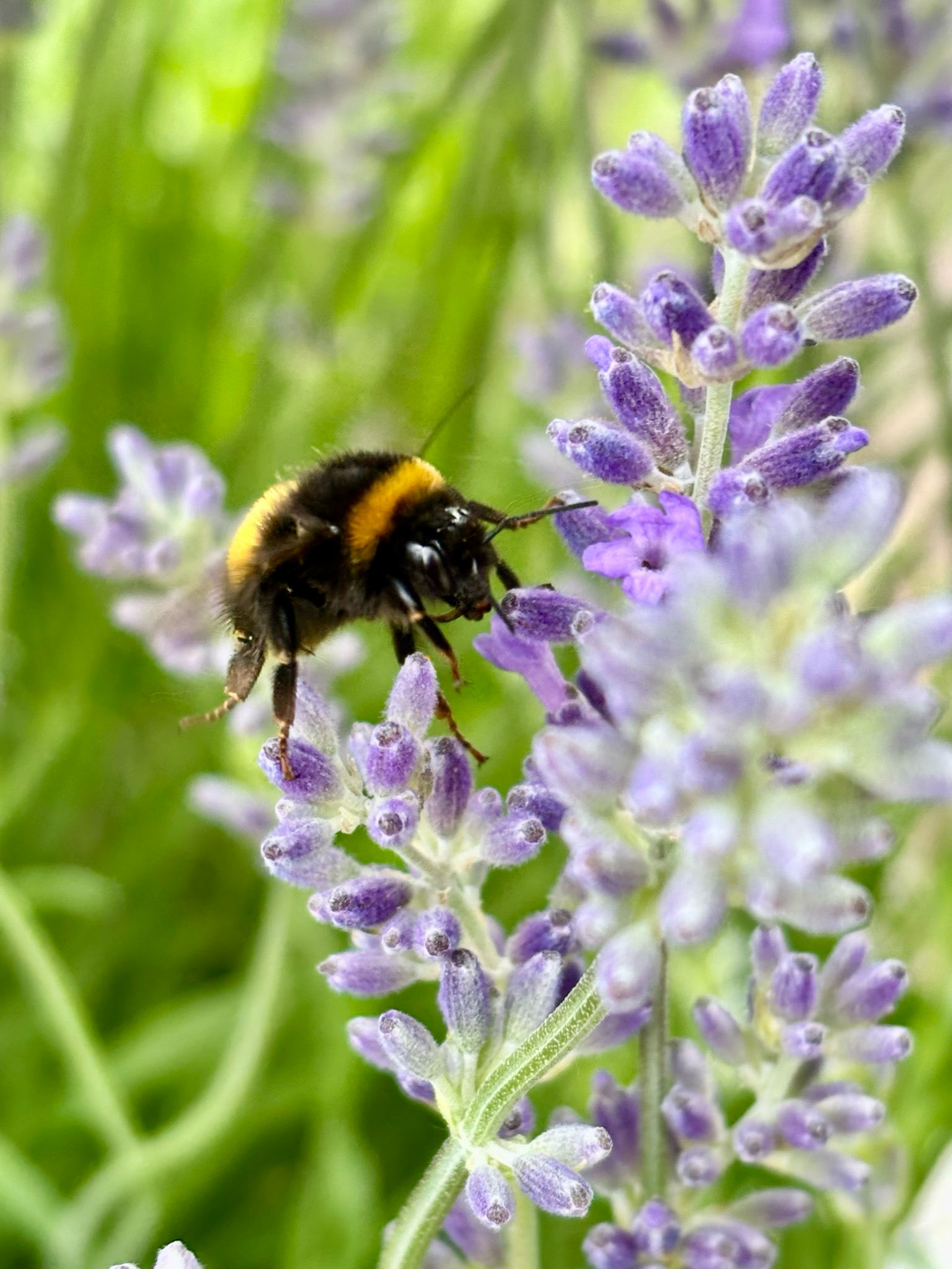 Lavandula (Lavendel) OP=OP