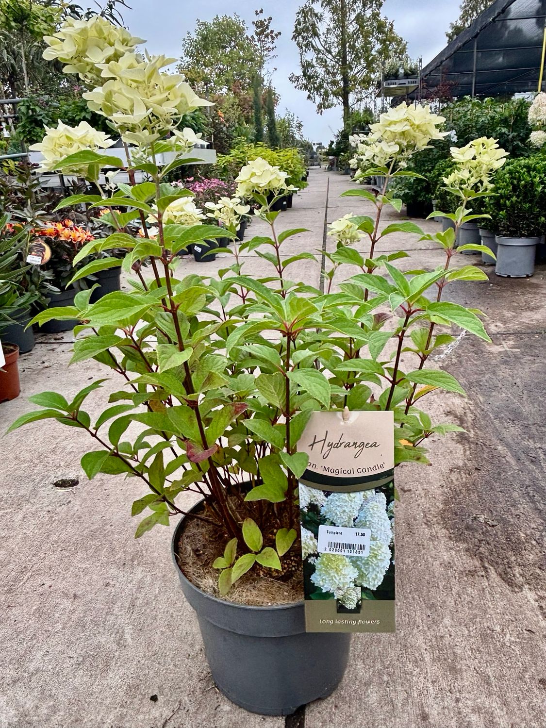 Hydrangea paniculata 'Magical Candle (Pluimhortensia) OP=OP Hydrangea paniculata 'Magical Candle (Pluimhortensia) OP=OP