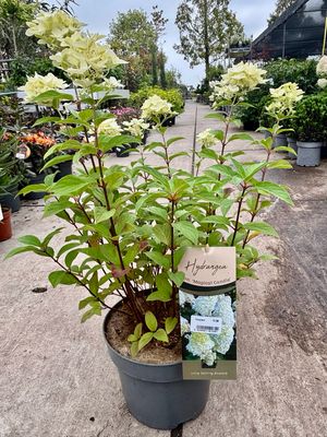 Hydrangea paniculata 'Magical Candle (Pluimhortensia) OP=OP Hydrangea paniculata 'Magical Candle (Pluimhortensia) OP=OP
