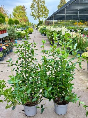 Viburnum tinus (Sneeuwbal) OP=OP