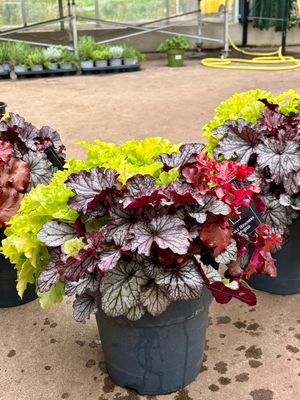 Heuchera (Purperklokje) Mix potten OP=OP