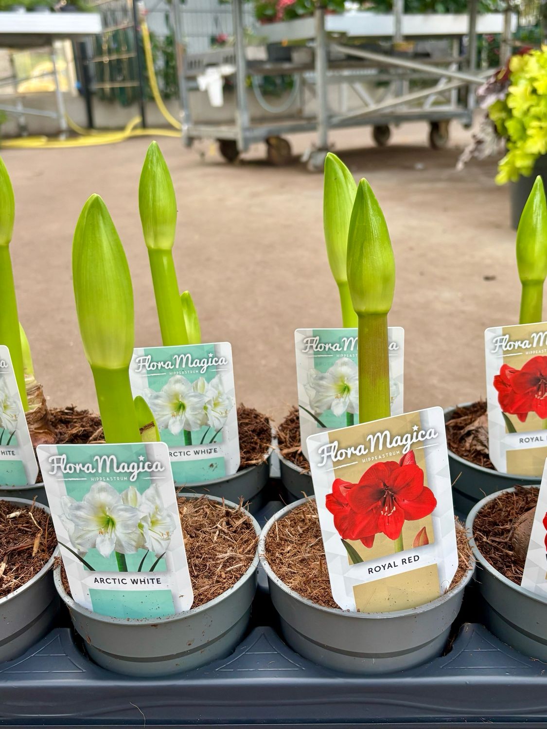Amaryllis bol OP=OP Amaryllis bol OP=OP