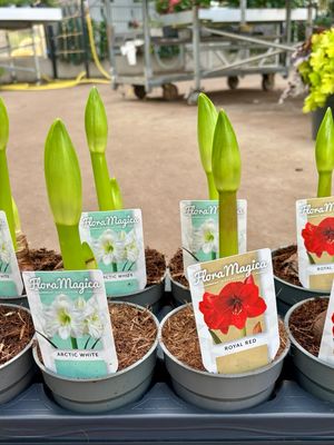 Amaryllis bol OP=OP