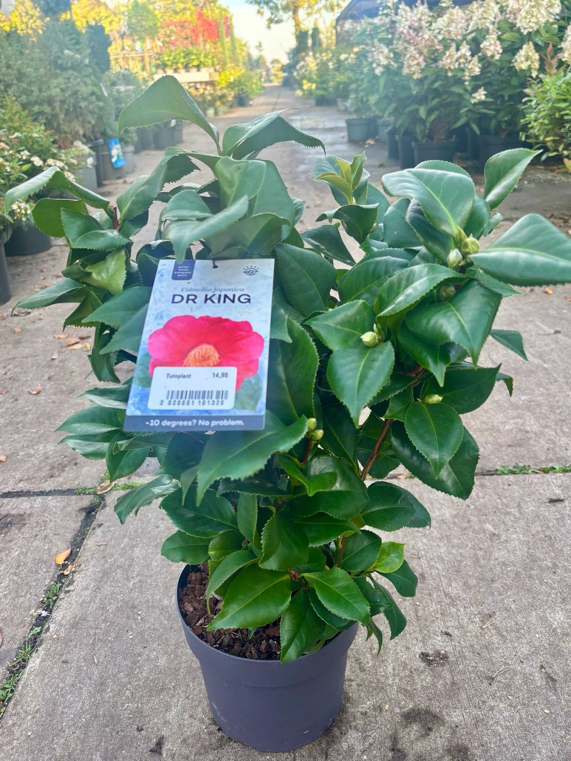 Camellia japonica 'Dr King' (Camelia roze) OP=OP