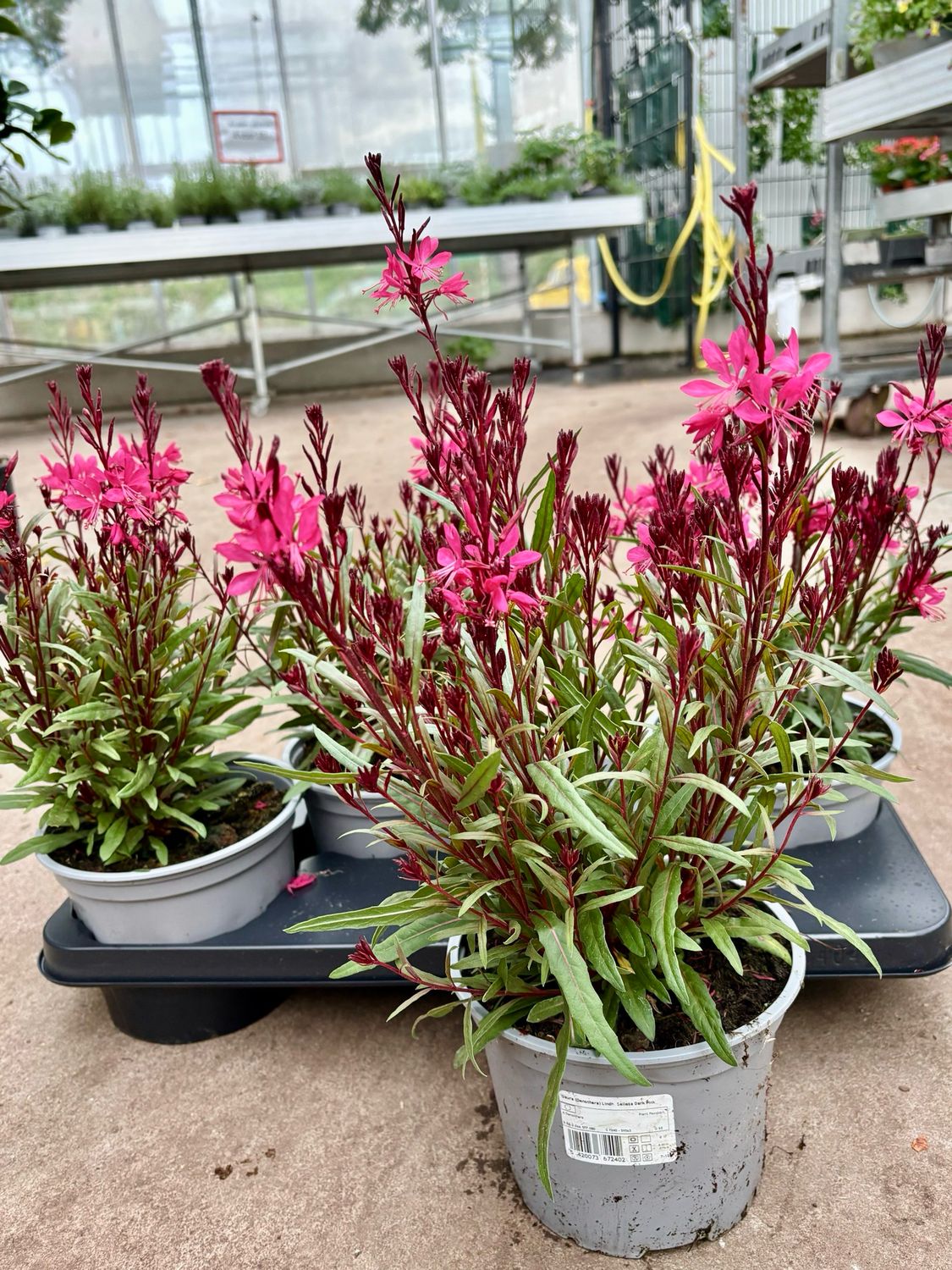 Gaura roze (Prachtkaars) OP=OP
