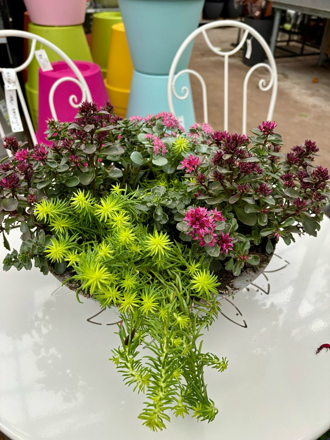 Rotsplant (Sedum) schaal OP=OP