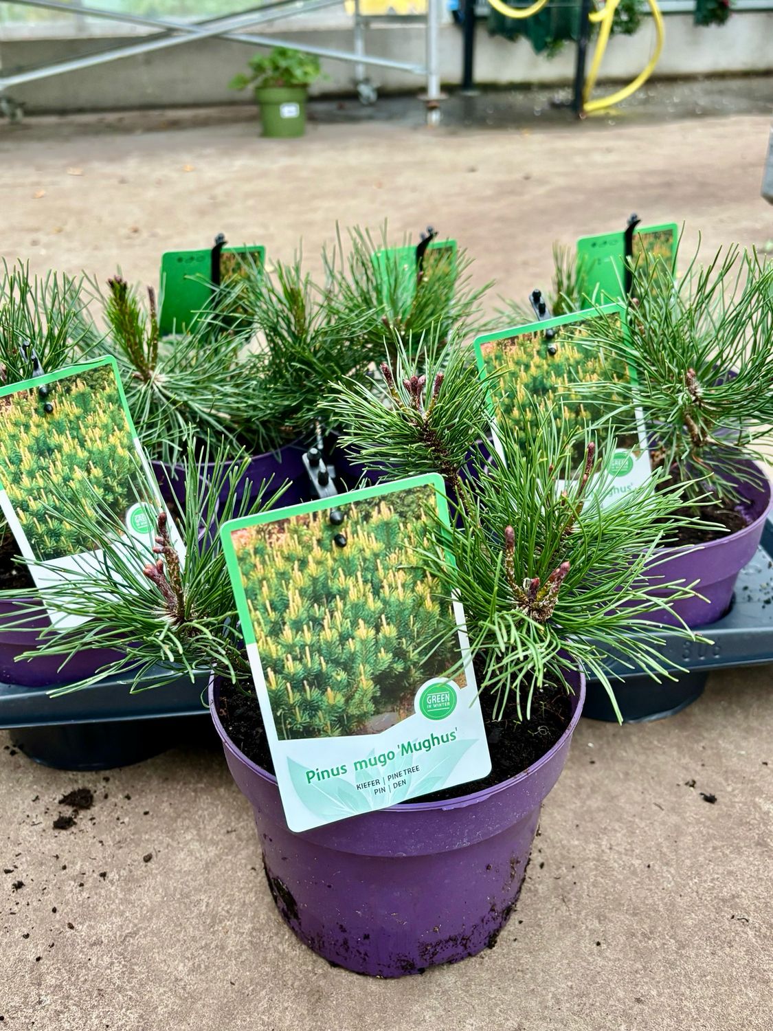 Pinus mugo ‘Mughus’ Pinus mugo ‘Mughus’