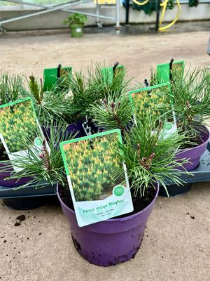 Pinus mugo ‘Mughus’ Pinus mugo ‘Mughus’