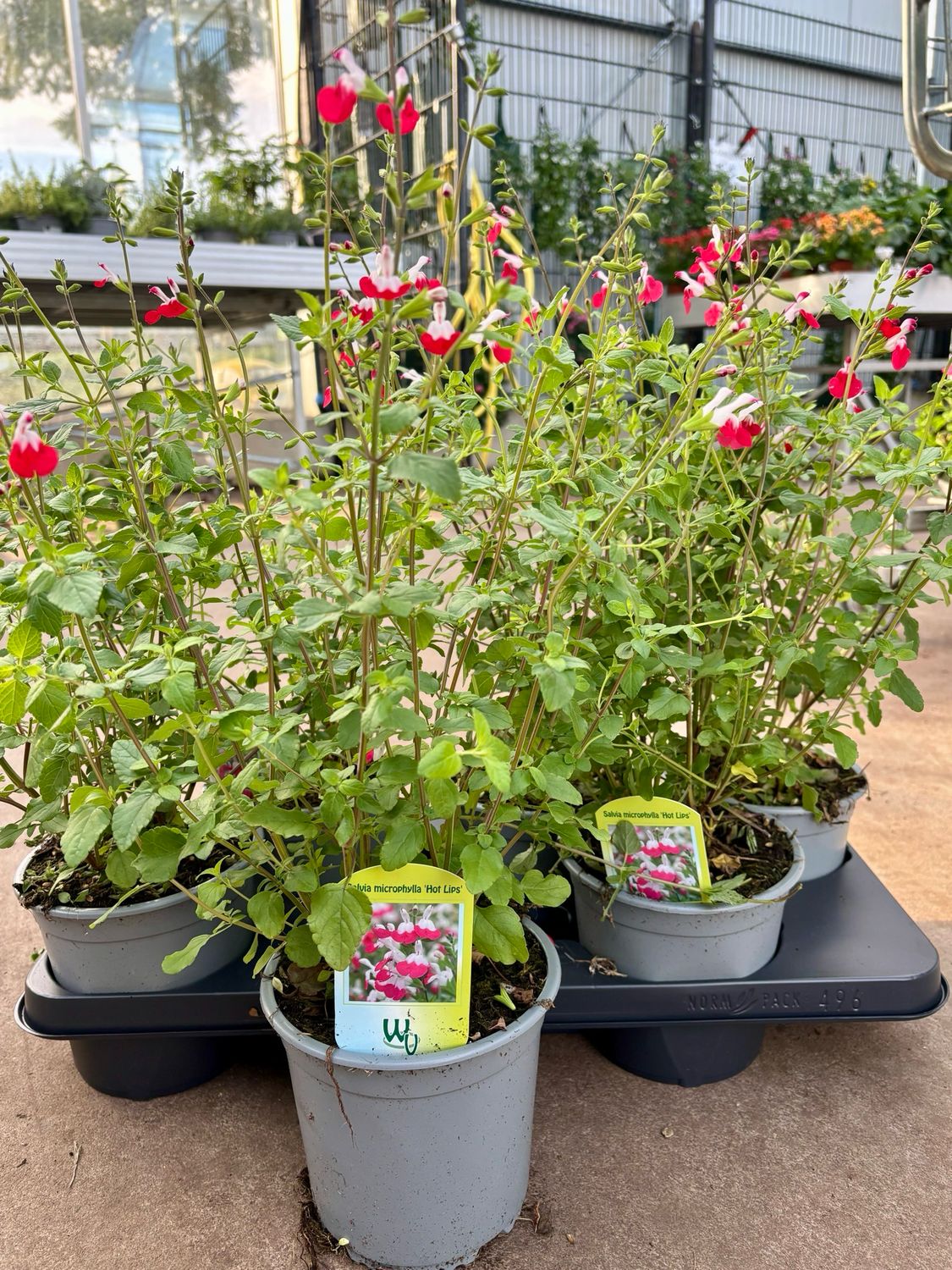 Salvia 'Hot Lips' (Salie) OP=OP Salvia 'Hot Lips' (Salie) OP=OP