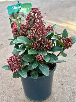 Skimmia japonica (Skimmia  compact rood en bes ) OP=OP