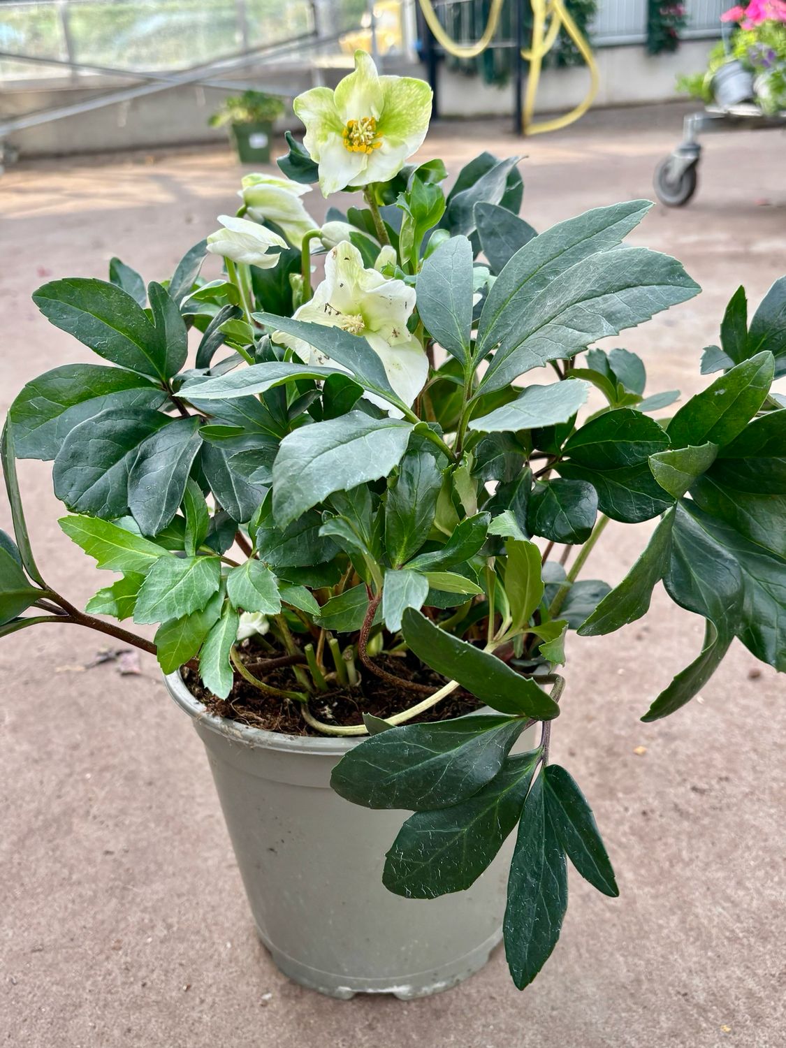 Helleborus (Kerstroos) OP=OP