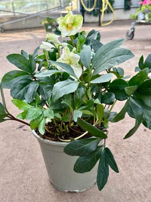 Helleborus (Kerstroos) OP=OP