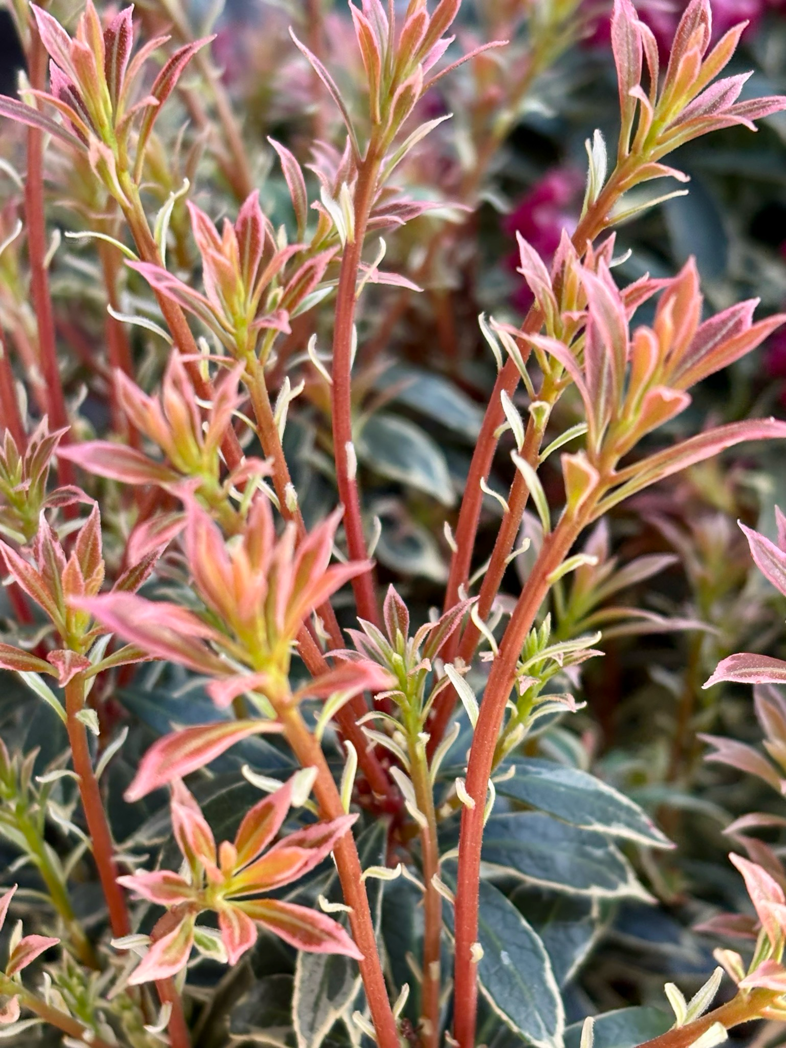 Pieris japonica ‘Little Heath’ (Rotsheide) OP=OP