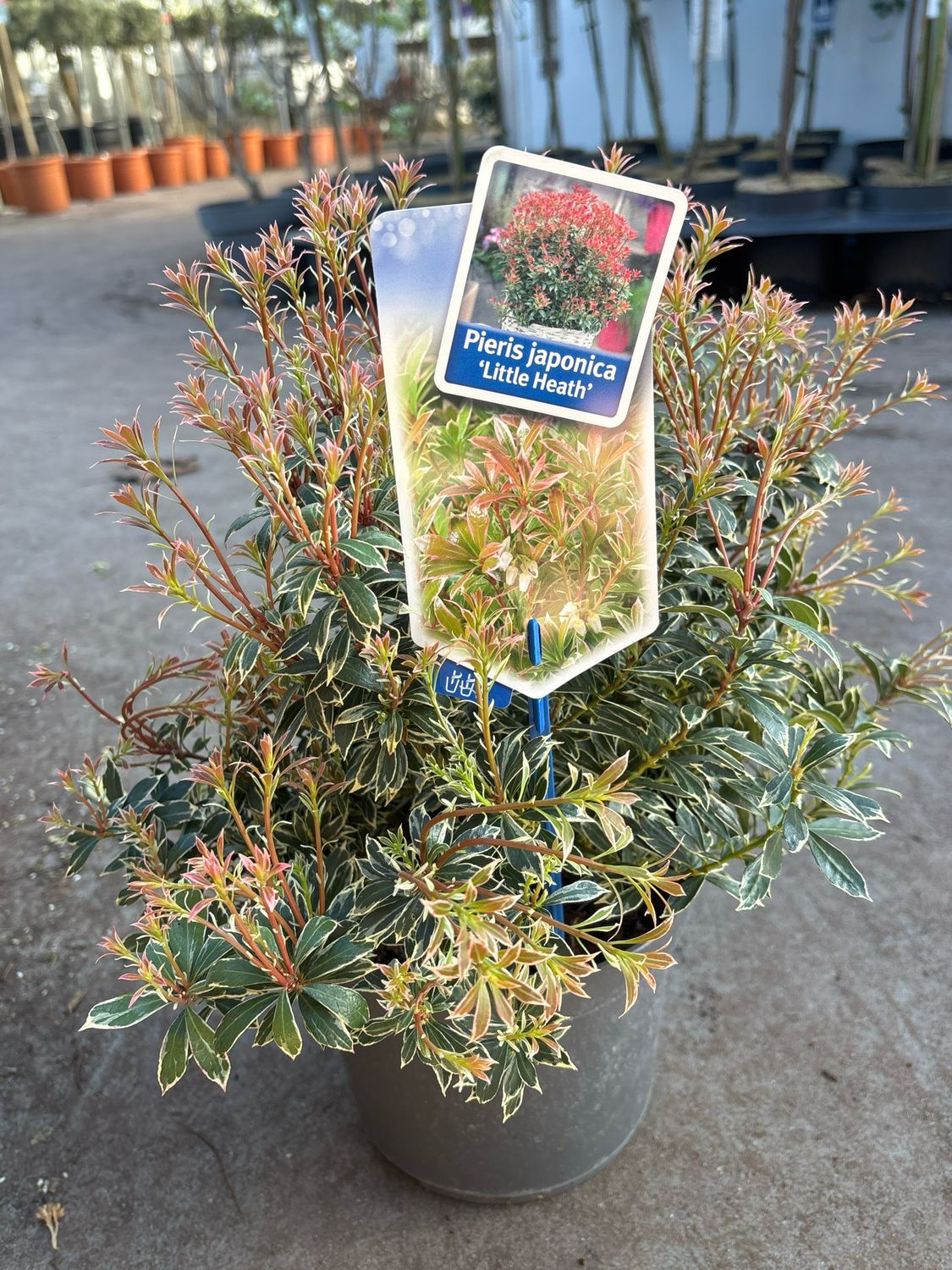 Pieris japonica ‘Little Heath’ (Rotsheide) OP=OP