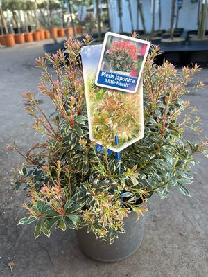 Pieris japonica ‘Little Heath’ (Rotsheide) OP=OP