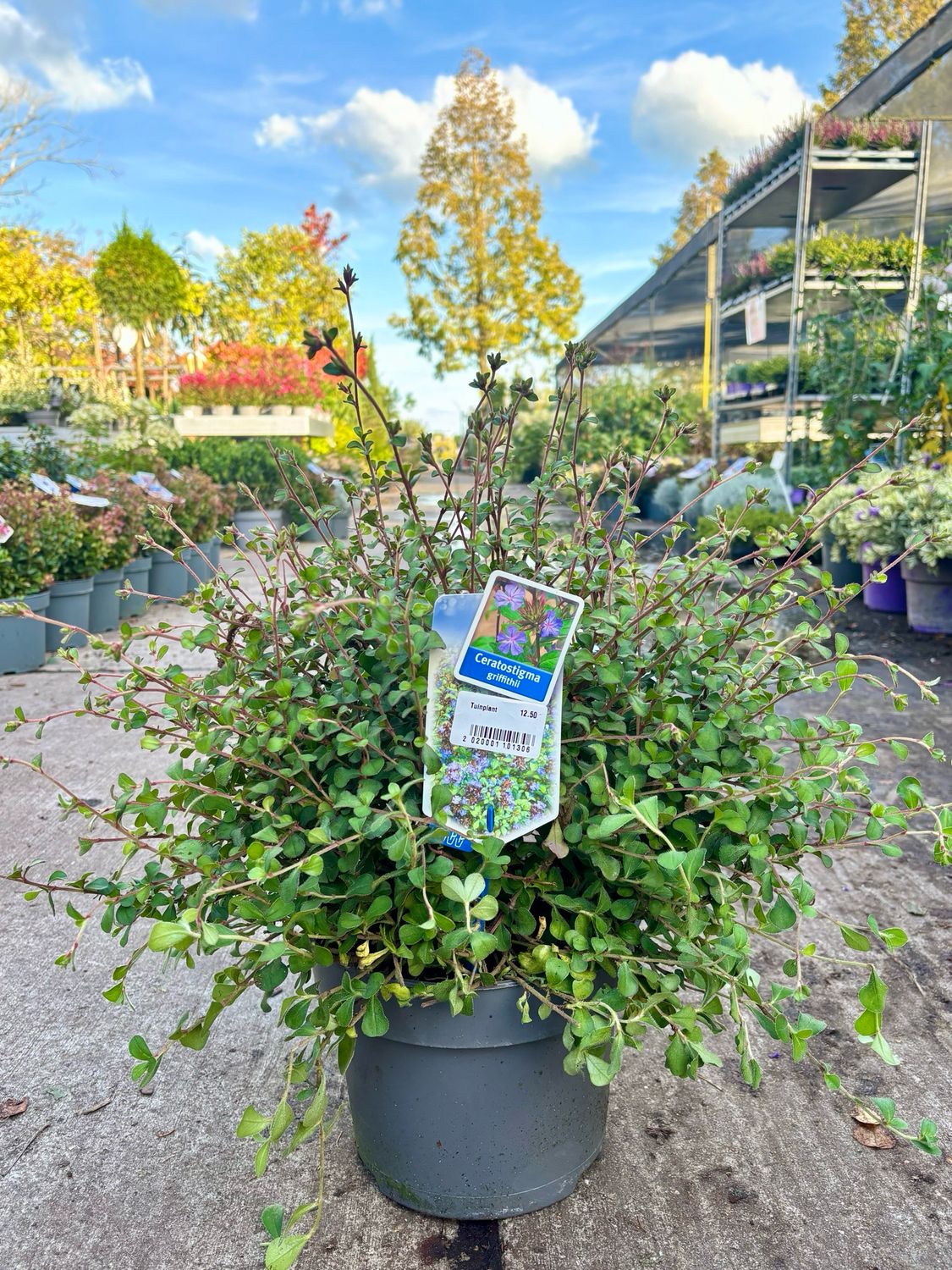 Ceratostigma griffithii (loodkruid) OP=OP