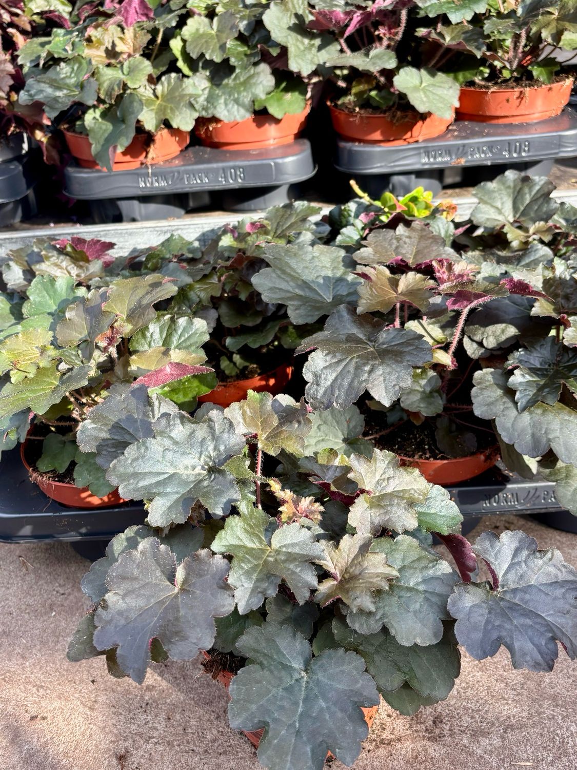 Heuchera (Purperklokje) OP=OP