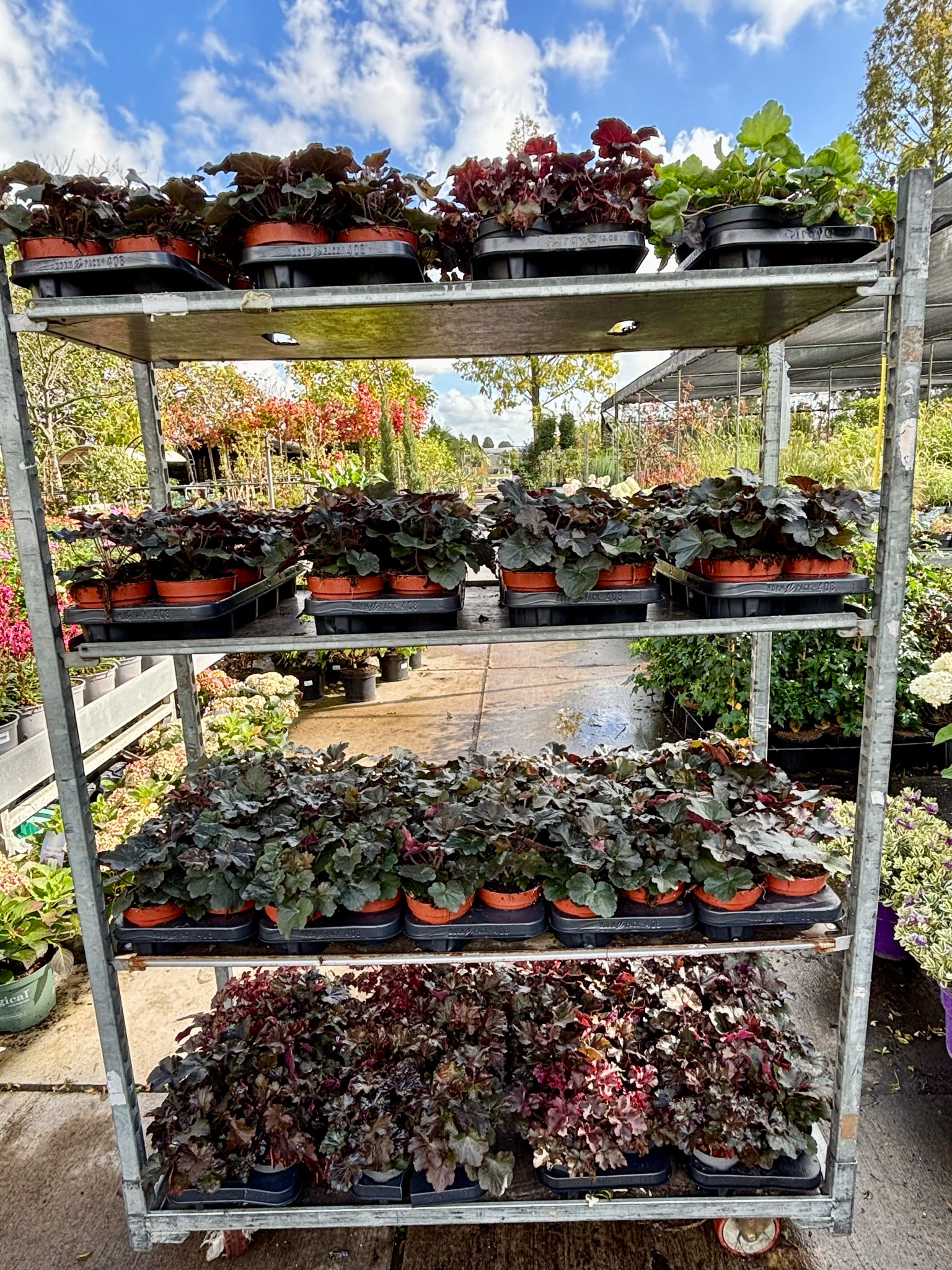 Heuchera (Purperklokje) OP=OP