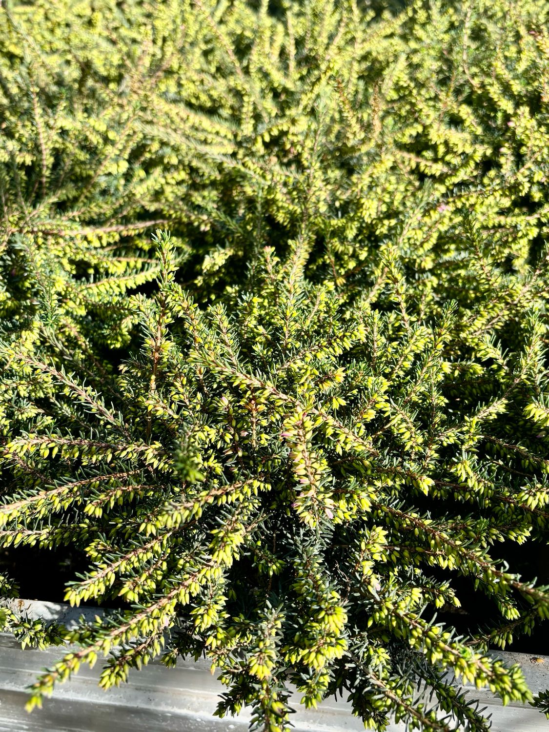 Heide-Winterheide (Erica)OP=OP Heide-Winterheide (Erica)OP=OP