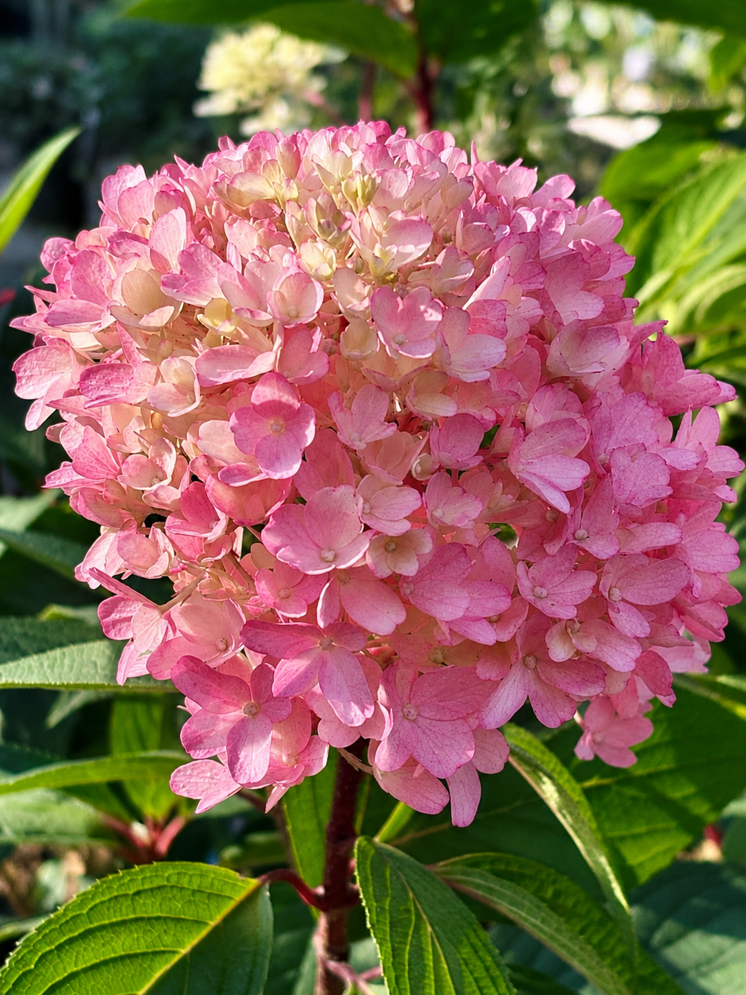 Hydrangea paniculata ‘Petite Flori’ ( Pluimhortensia) OP=OP