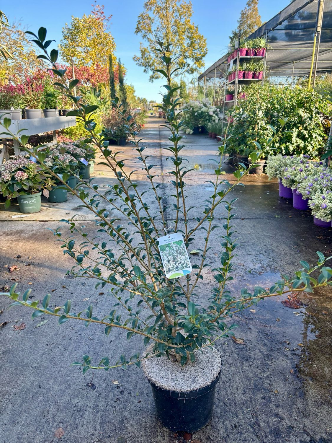 Osmanthus ‘xburkwoodii' (Schijnhulst) OP=OP