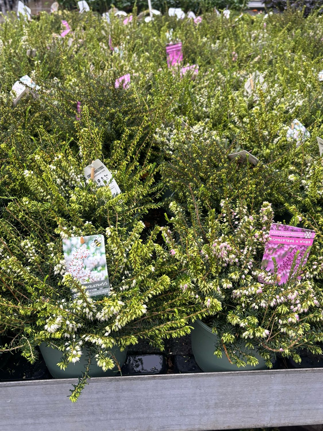Heide-Winterheide (Erica) 3 voor €10 OP=OP