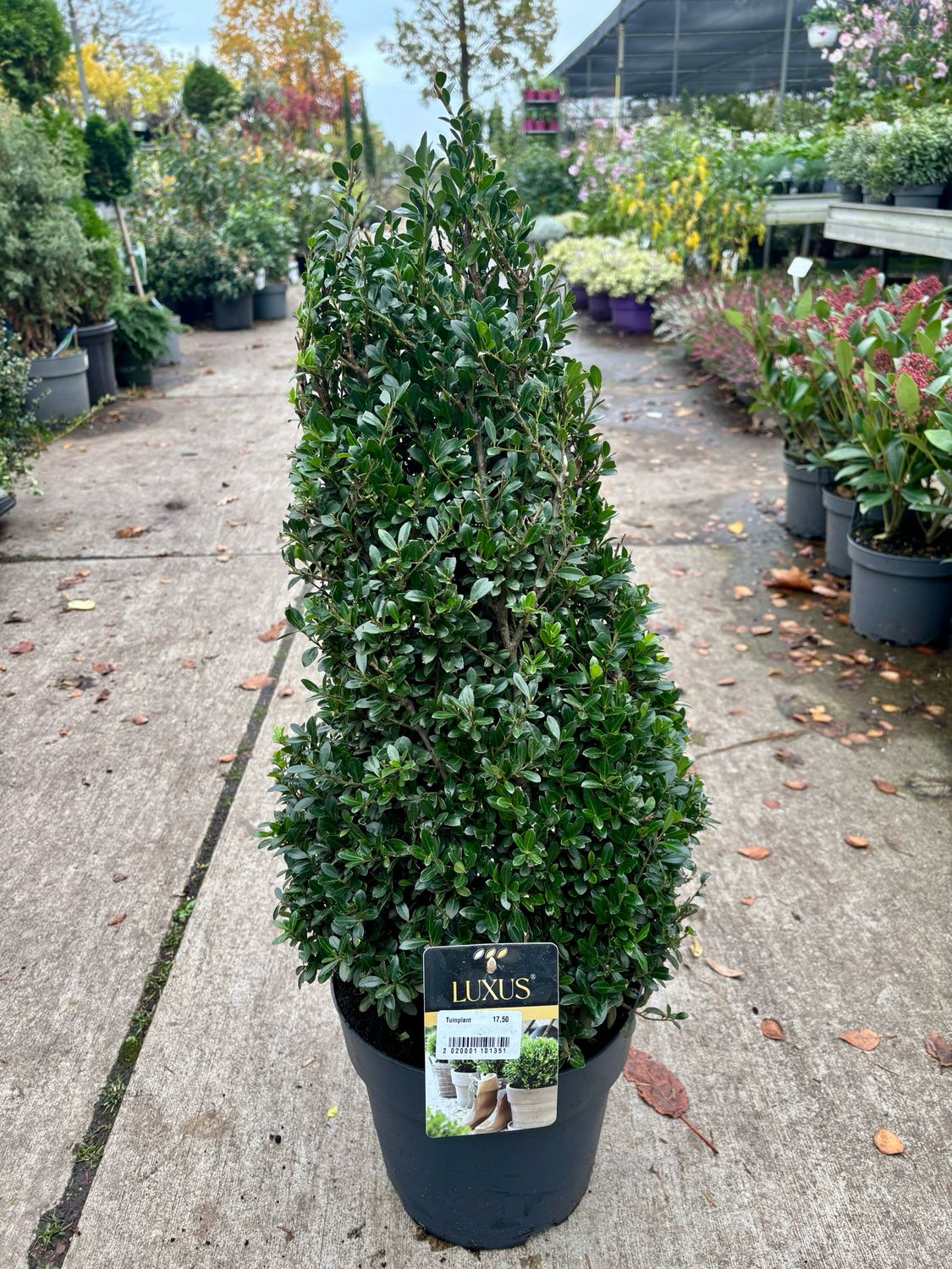 Ilex crenata (Japanse Hulst piramide ) OP=OP