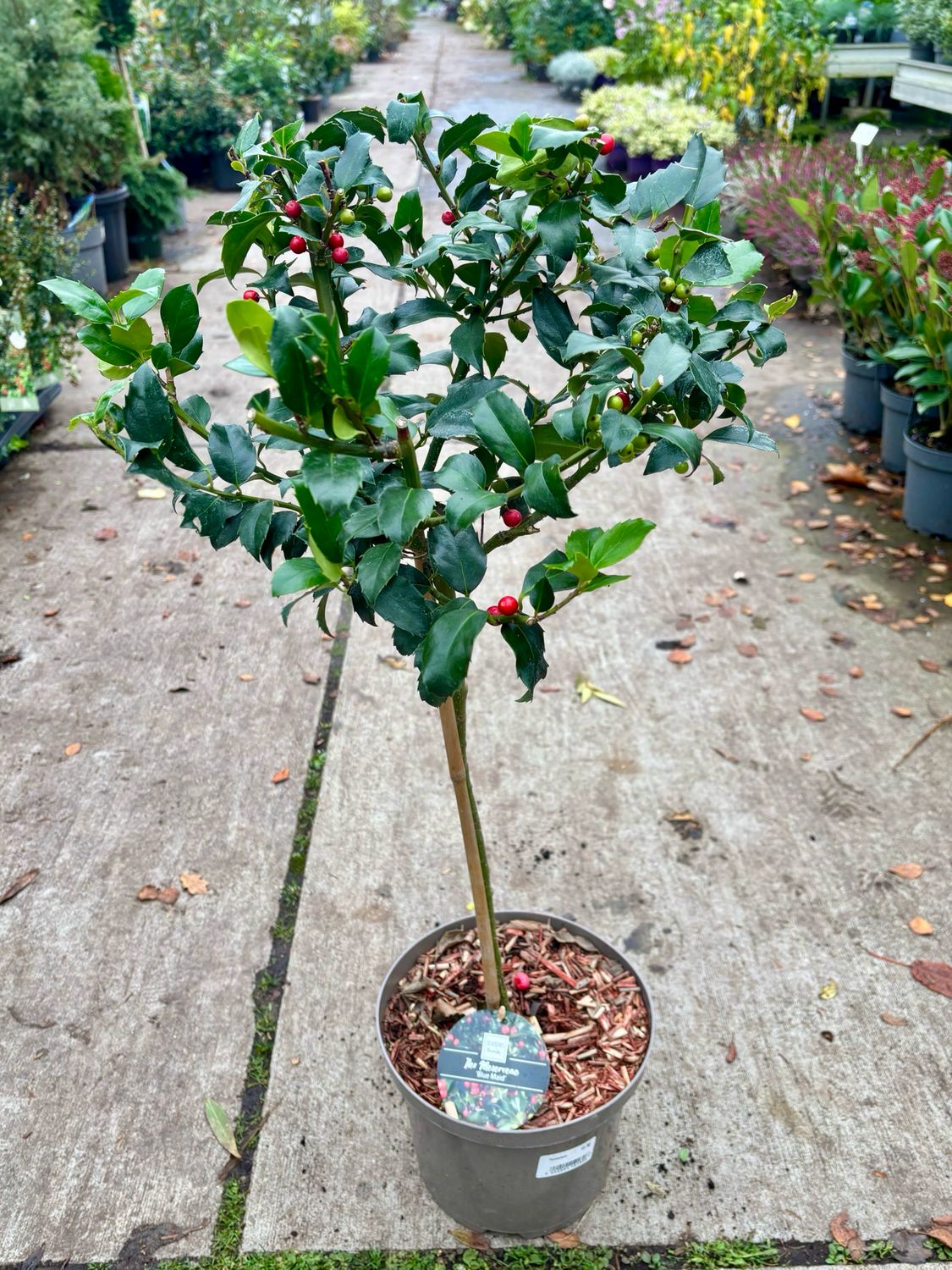 Ilex blue maid bol op stam (Hulst) OP=OP