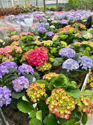 Hortensia (Kamerplant) OP=OP Hortensia (Kamerplant) OP=OP