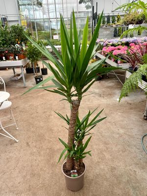 Yucca elephantipes (Kamerplant) OP=OP Yucca elephantipes (Kamerplant) OP=OP