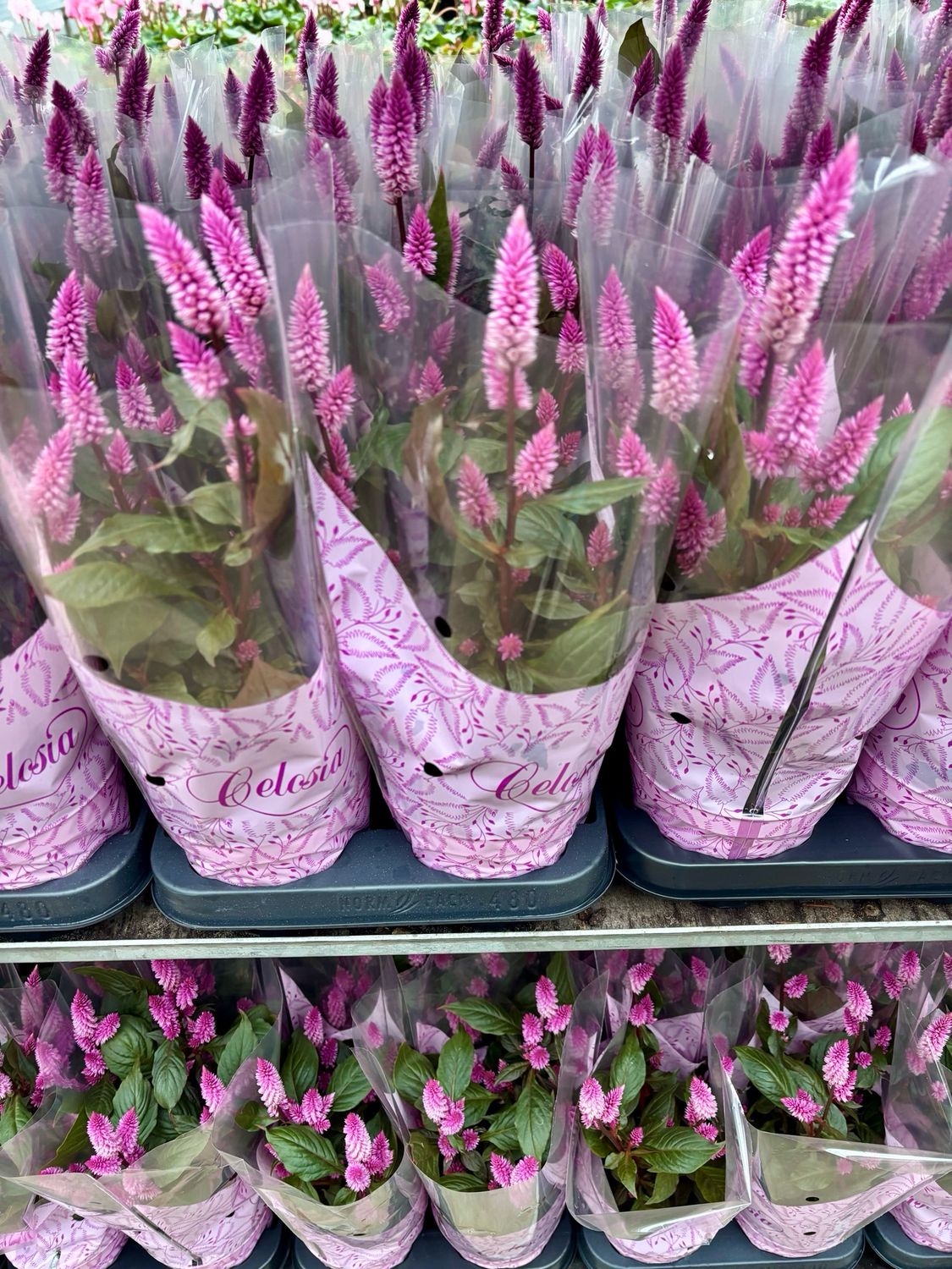 Celosia (Pluimhanekam) OP=OP Celosia (Pluimhanekam) OP=OP