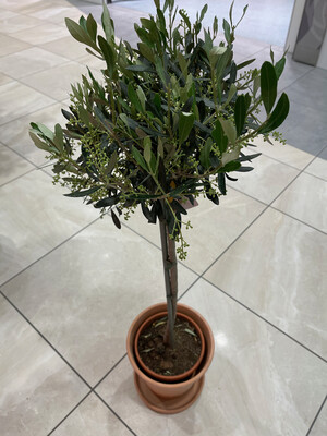 Olivenstämmchen 120 cm hoch