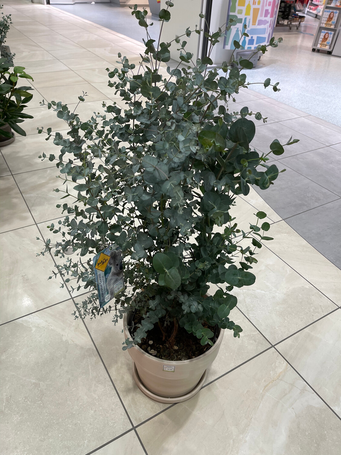 Eukalyptus