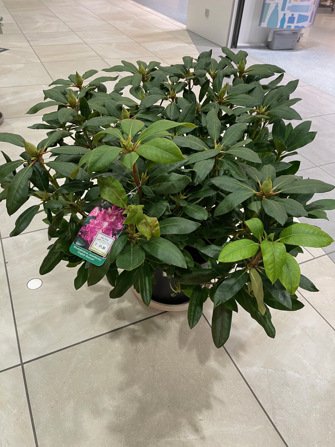 Rhododendron
