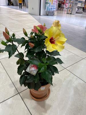 Hibiskus bi-colour 54 cm hoch