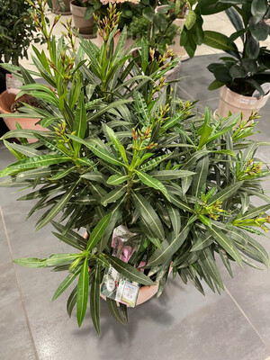 Oleander, Enzianart 80 cm hoch