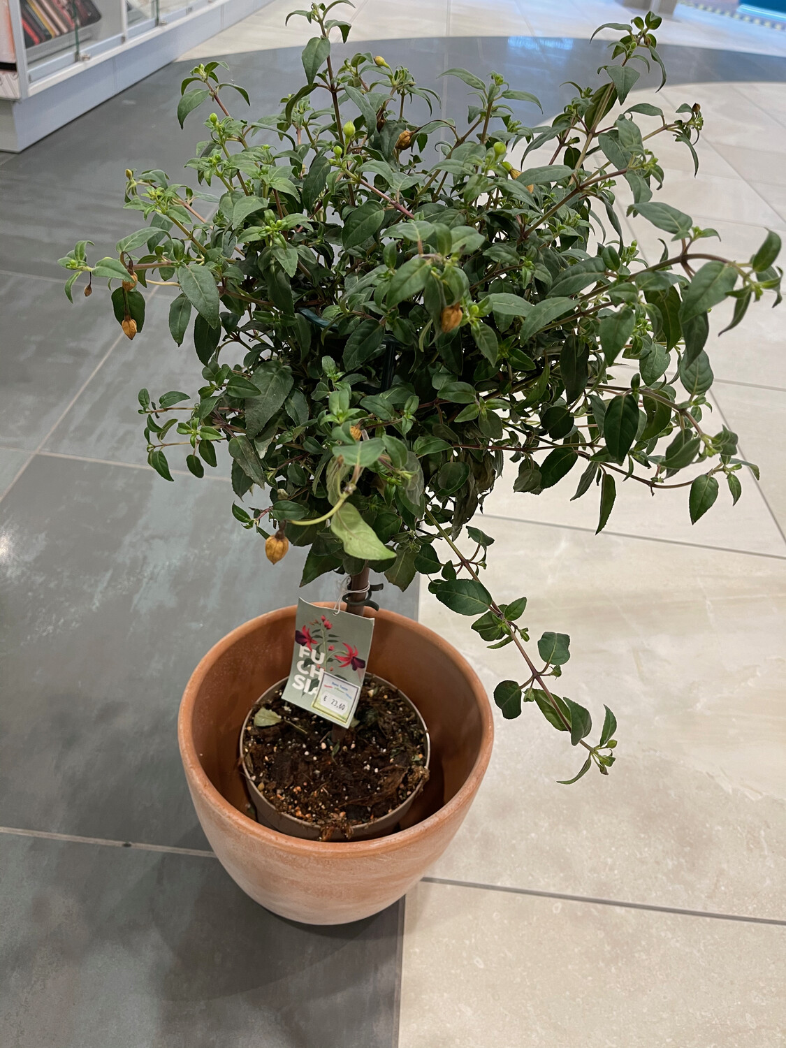 Fuchsien Stämmchen 110 cm hoch