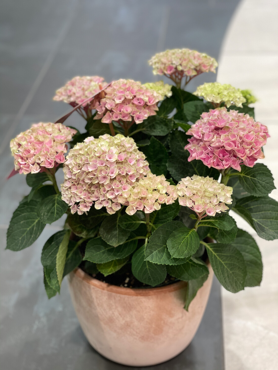 Hortensie