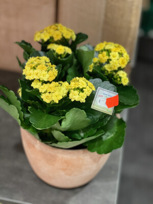 Kalanchoe in verschiedenen Farben, 29 cm hoch Kalanchoe in verschiedenen Farben, 29 cm hoch