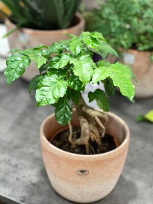 Ficus Bonsai 38 cm hoch