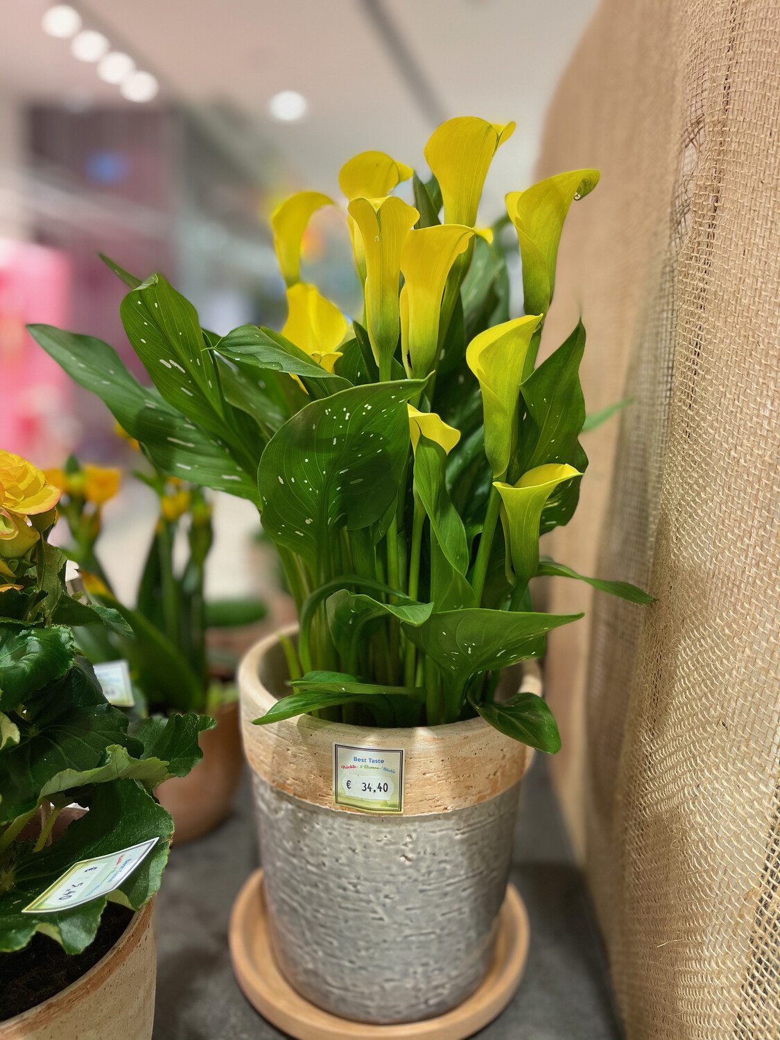 Calla gelb
