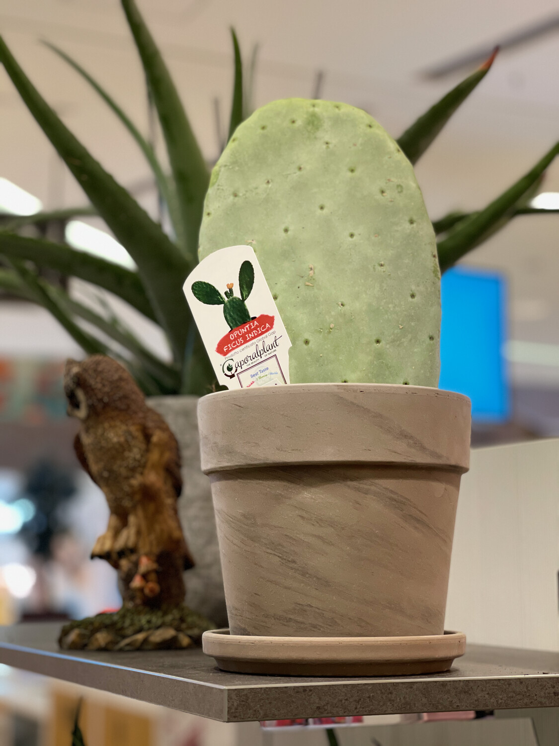 Opuntia Ficus-Indica, 42 cm hoch