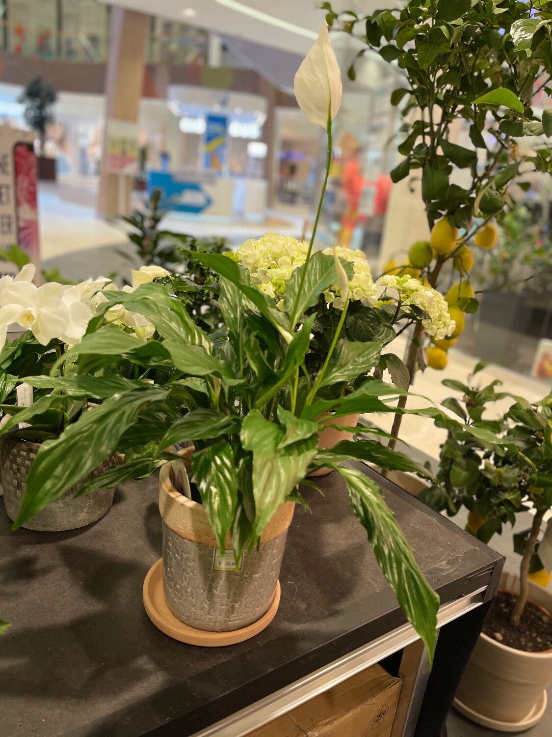 Spathiphyllum weiße Blüten, 75 cm hoch